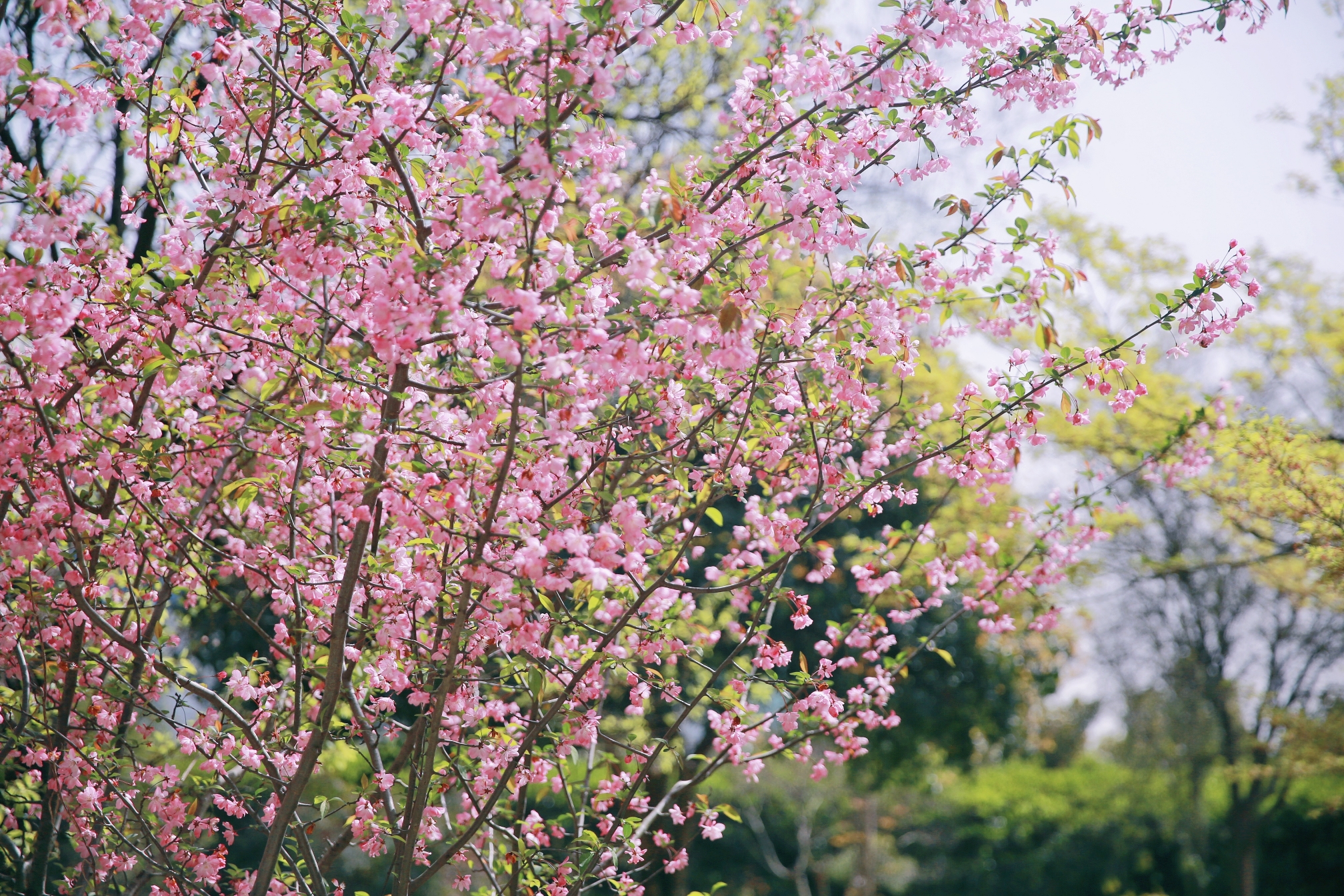Z6ʱ(й)-ٷվ